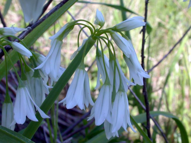 Flora corsa